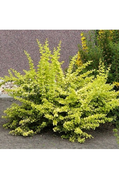 Барбарис тунберга Голден Карпет | Berberis thunbergii Golden Carpet